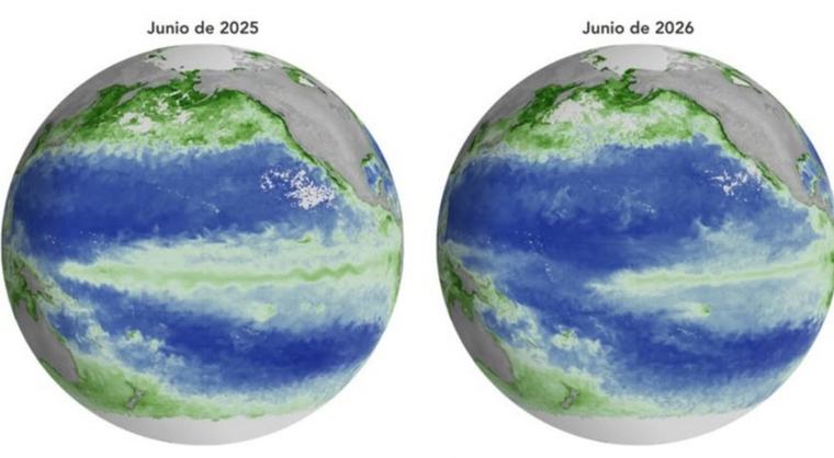 El Niño comienza a impactar la vida marina del Pacífico