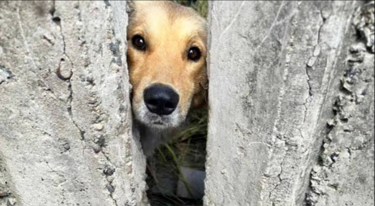 Salvan a una perrita atrapada entre dos muros