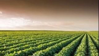 Oleaginosas en Bolivia: apostar al factor esperanza