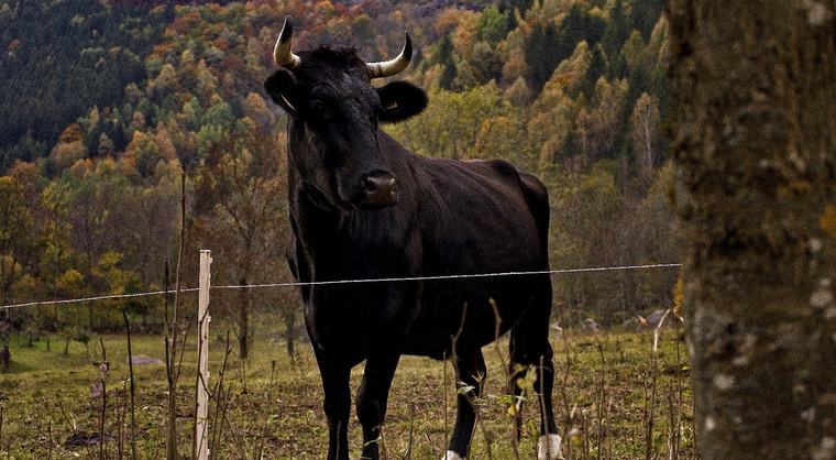 Toro embiste un auto en movimiento y queda atrapado en la ventana