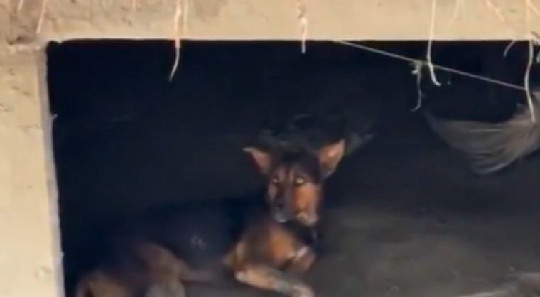 Perrito sobrevivió a las inundaciones en Nepal y espera a su familia
