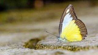 El cambio climático obliga a las mariposas a desplazarse a otras regiones