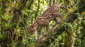 Las enfermedades de las mascotas domésticas están matando a los felinos silvestres de América Latina, alertan científicos